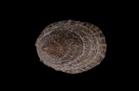 藏品(花青螺)的圖片